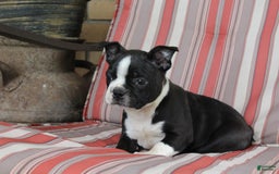 Frenchton dogs for sale: Charger - Image 1