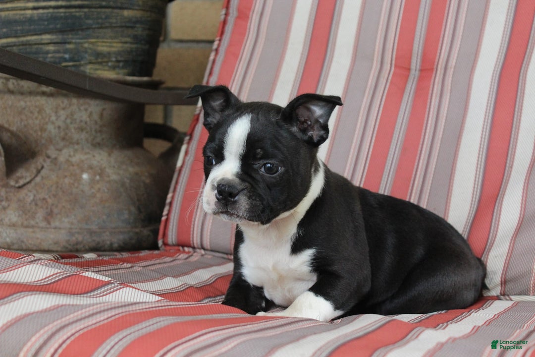 Frenchton dogs for sale: Charger - Image 1