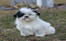 Shihpoo dogs for sale: Benny - Image 22