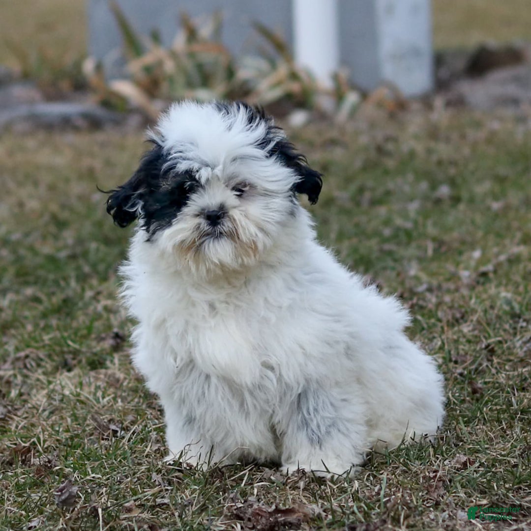 Shihpoo dogs for sale: Benny - Image 22
