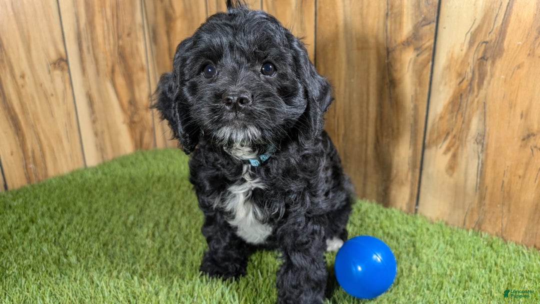 Cavapoo dogs for sale: Missy Boy 1 - Image 13