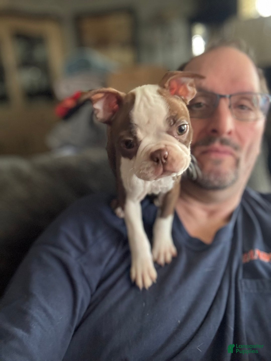 Boston Terrier dogs for sale: Pheobe - Image 2