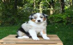 Australian Shepherd dogs for sale: Angel - Image 3