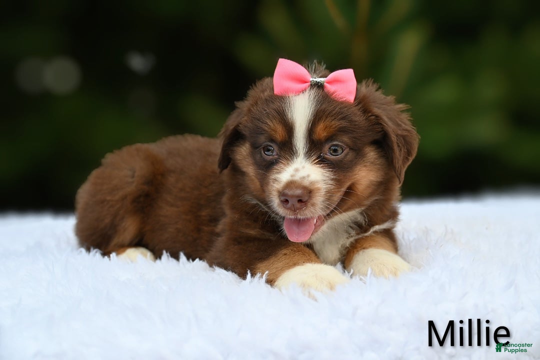 Miniature Australian Shepherd dogs for sale: Millie - Image 2