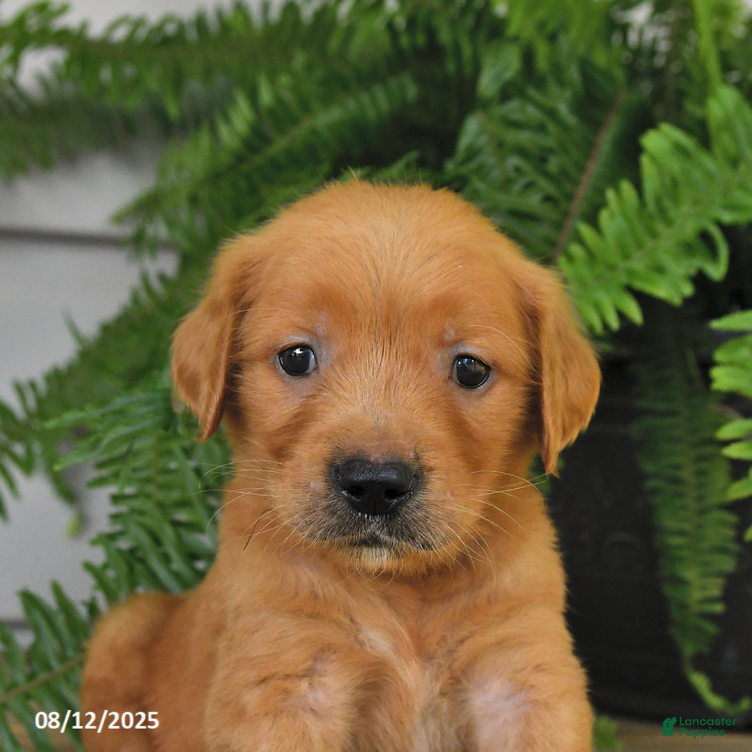 Golden Retriever dogs for sale: Max - Image 4