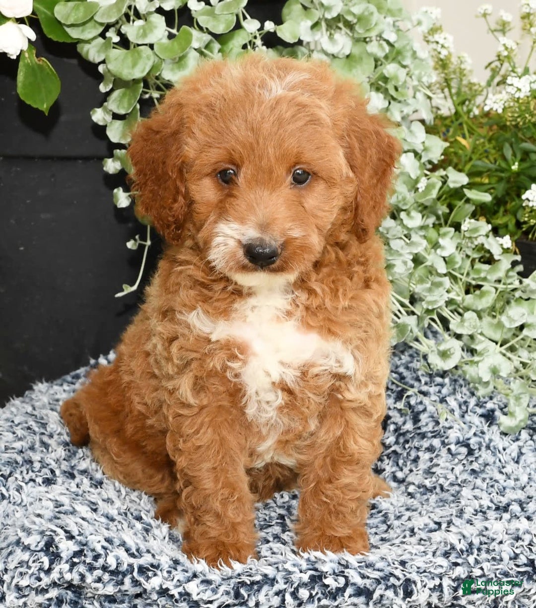 Mini Goldendoodle dogs for sale: Quinn - Image 7