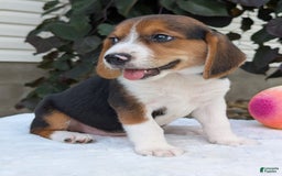 Beagle dogs for sale: Benji - Image 16
