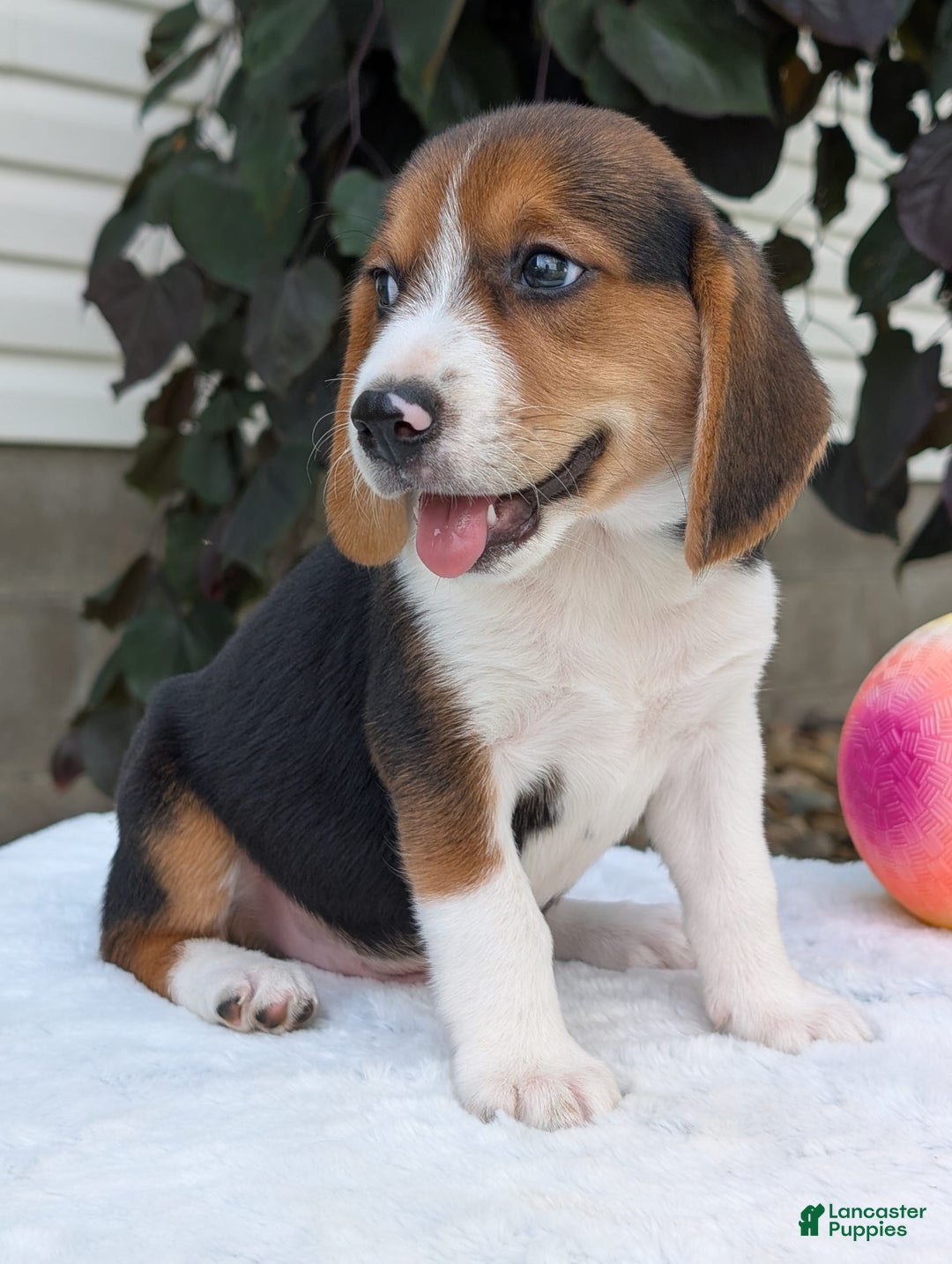 Beagle dogs for sale: Benji - Image 16