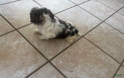 Shih Tzu dogs for sale: Jubal - Image 2