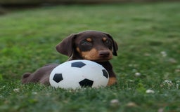 Doberman Pinscher dogs for sale: Dixie - Image 12