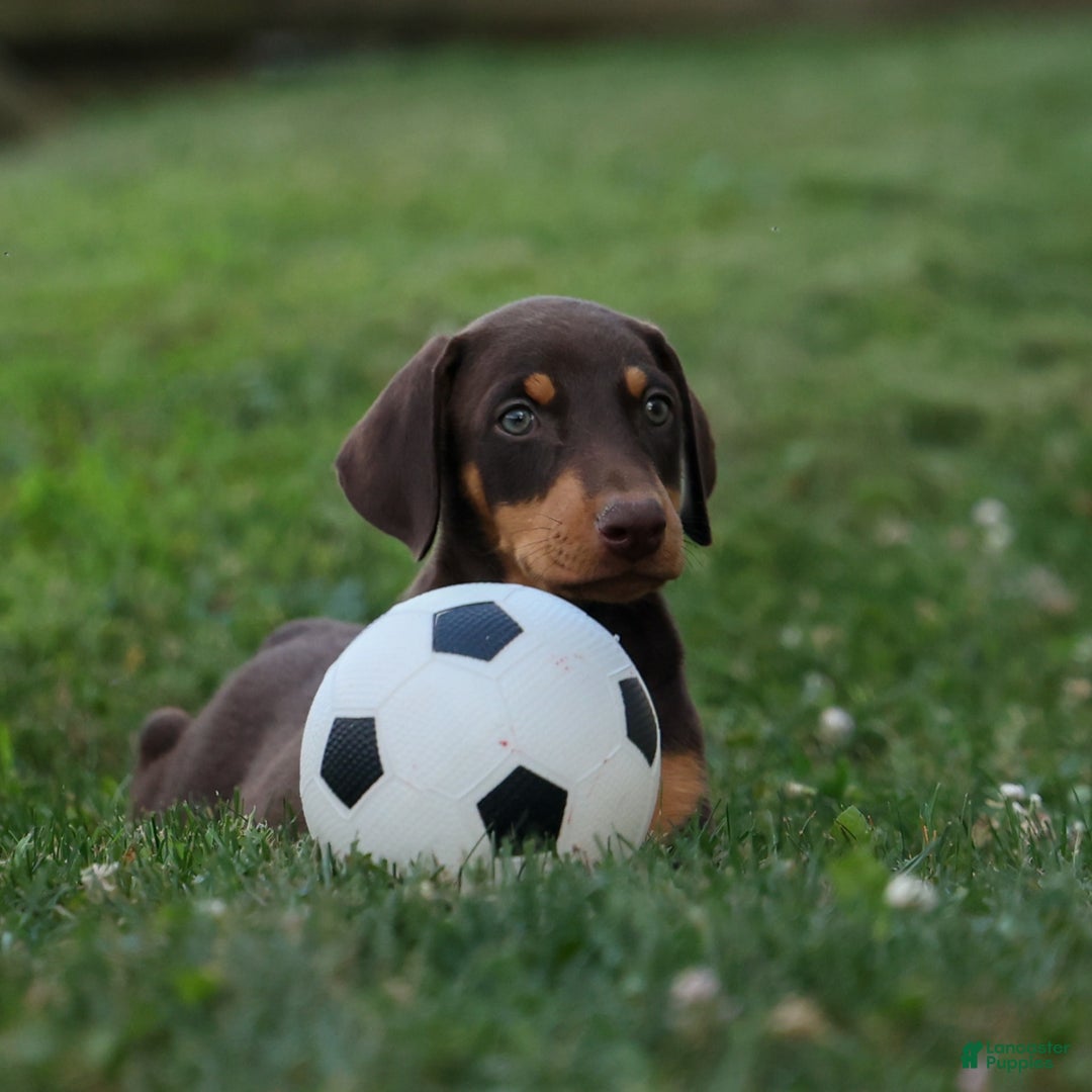Doberman Pinscher dogs for sale: Dixie - Image 12