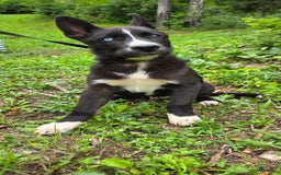 Dutch Shepherd dogs for sale: Puppy - Image 1