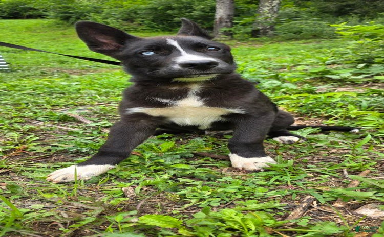 Dutch Shepherd dogs for sale - Ad 3