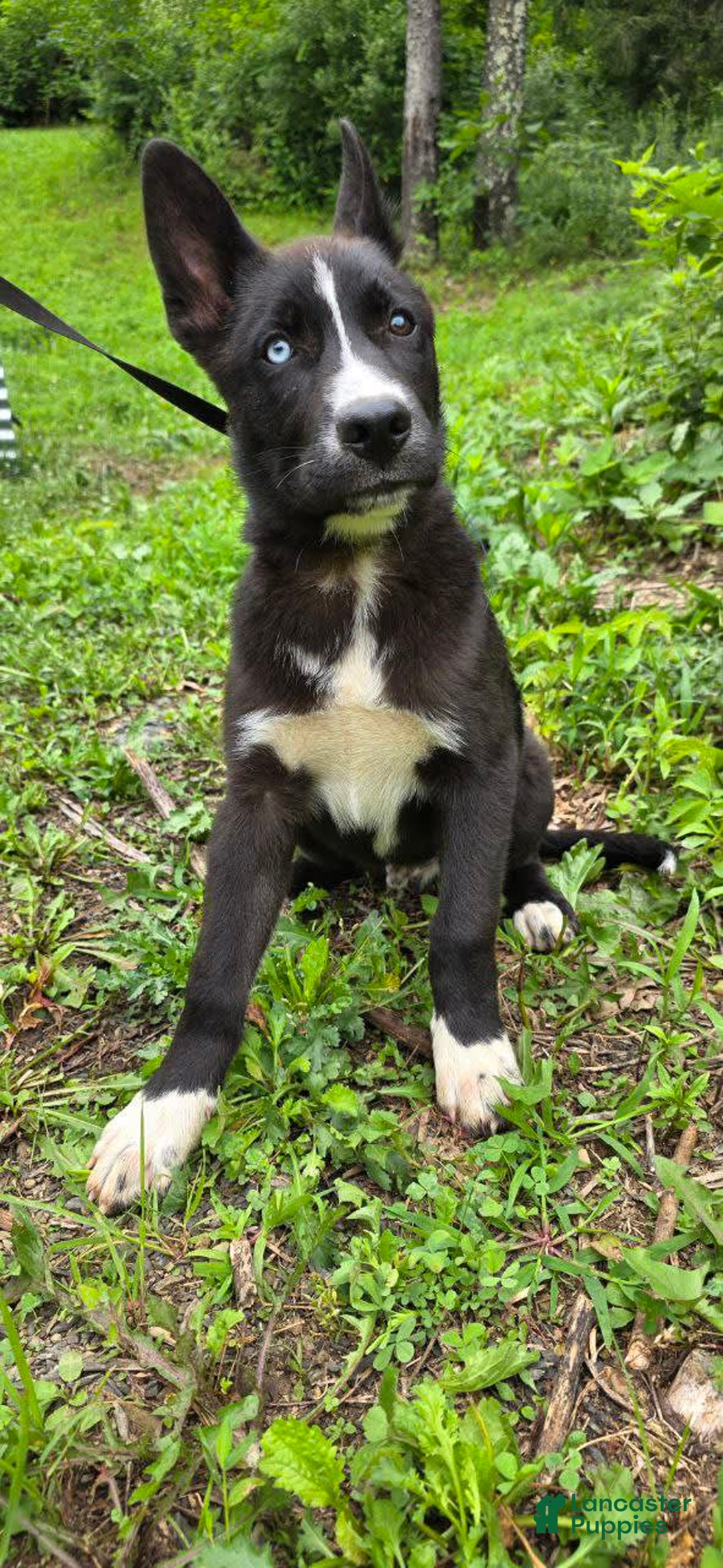 Dutch Shepherd dogs for sale: Puppy - Image 1
