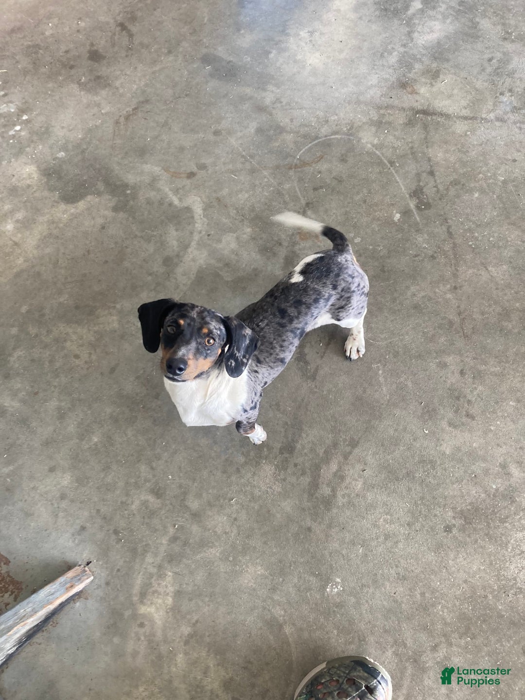 Miniature Dachshund dogs for sale: Roselyn - Image 11