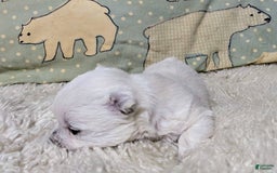 West Highland Terrier dogs for sale: Chip - Image 3