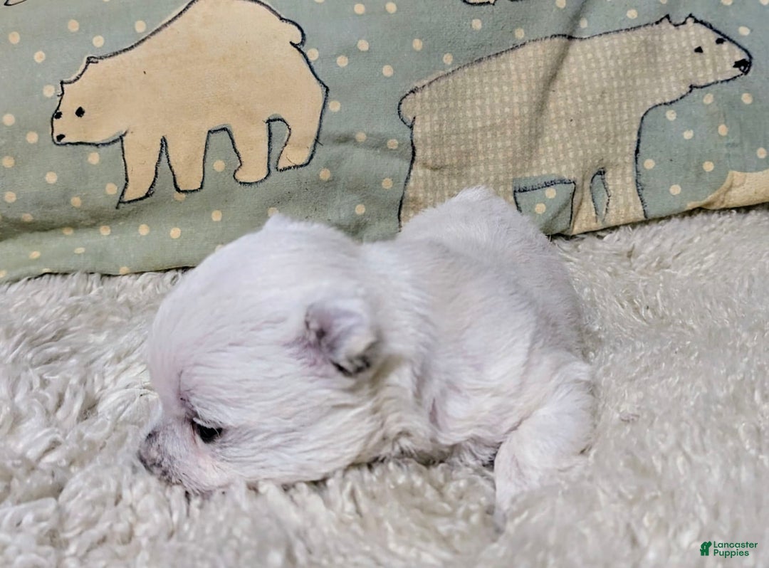 West Highland Terrier dogs for sale: Chip - Image 3