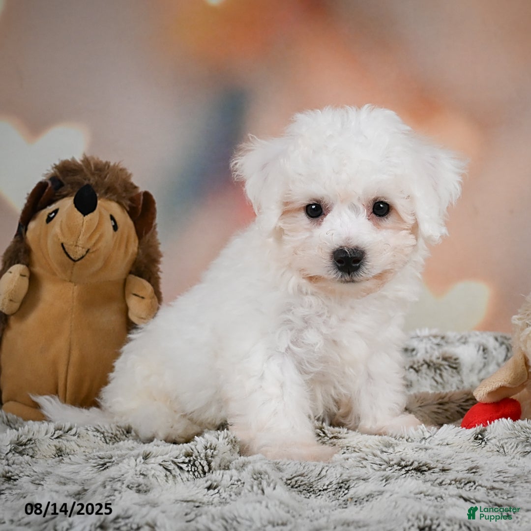 Bichon Frise dogs for sale: Benny - Image 7