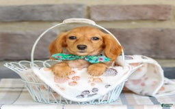 Miniature Dachshund dogs for sale: Sophie - Image 4