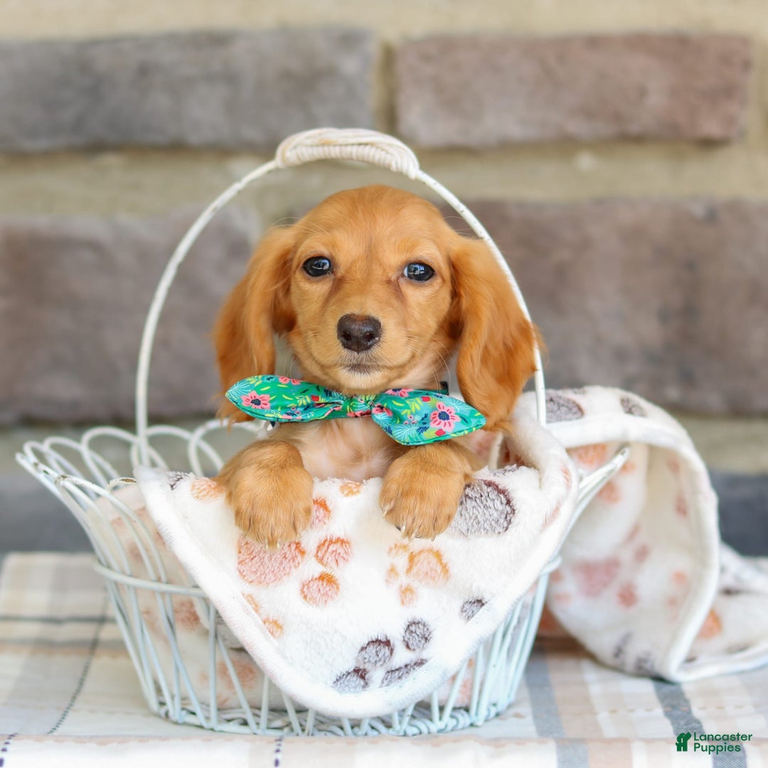 Miniature Dachshund dogs for sale: Sophie - Image 4