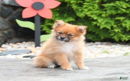 Pomeranian dogs for sale: Abby - Image 2