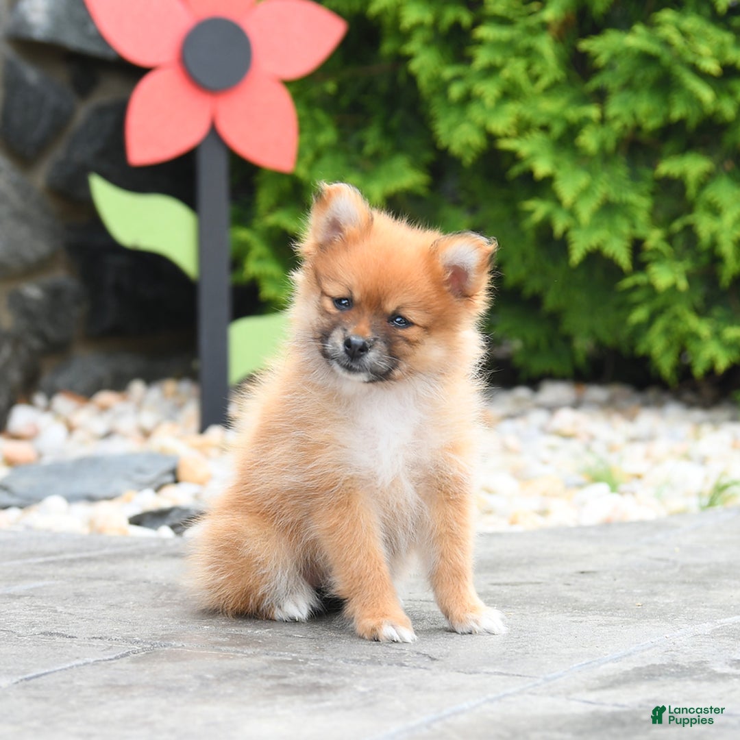 Pomeranian dogs for sale: Abby - Image 2