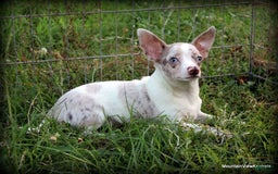 Chihuahua dogs for sale: Merle Caleb - Image 1