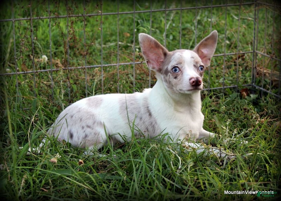 Chihuahua dogs for sale: Merle Caleb - Image 1