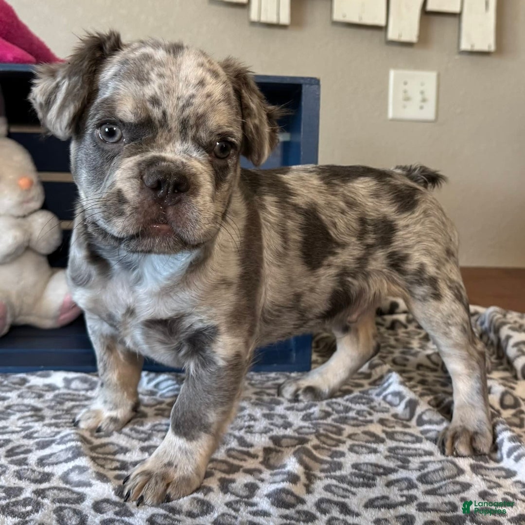 French Bulldog dogs for sale: Winston - Image 4