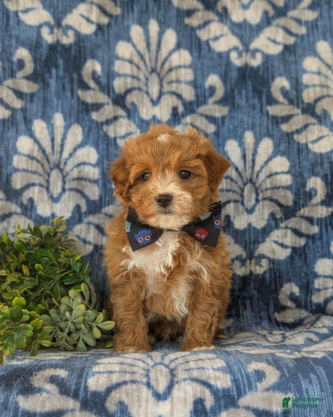 Maltipoo dogs for sale: Whitfield - Image 5