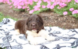 Newfoundland dogs for sale: Bruno - Image 1