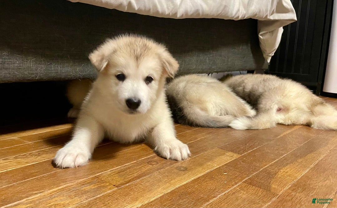 Alaskan Malamute dogs for sale: Acadia - Image 1