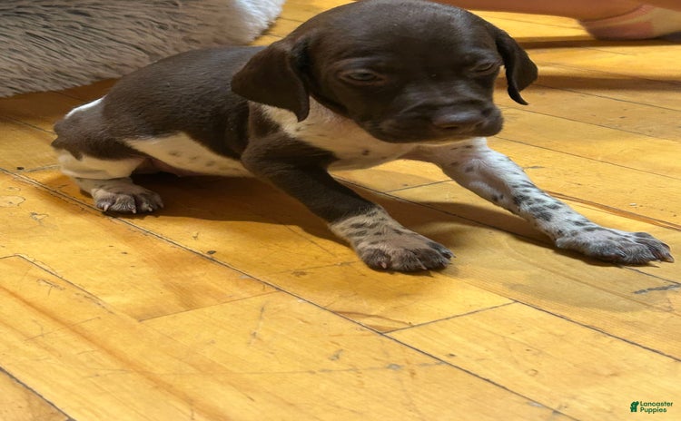 German Shorthaired Pointer dogs for sale - Ad 4