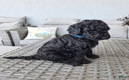 Standard Poodle dogs for sale: Jet Black ⚫️ - Image 2