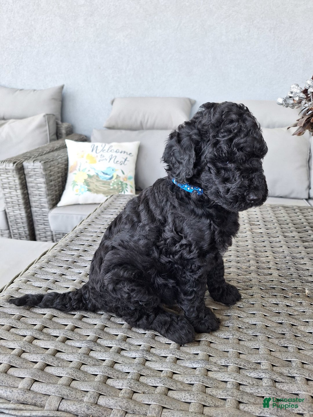 Standard Poodle dogs for sale: Jet Black ⚫️ - Image 2