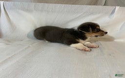 Welsh Corgi Pembroke dogs for sale: Jasper - Image 5