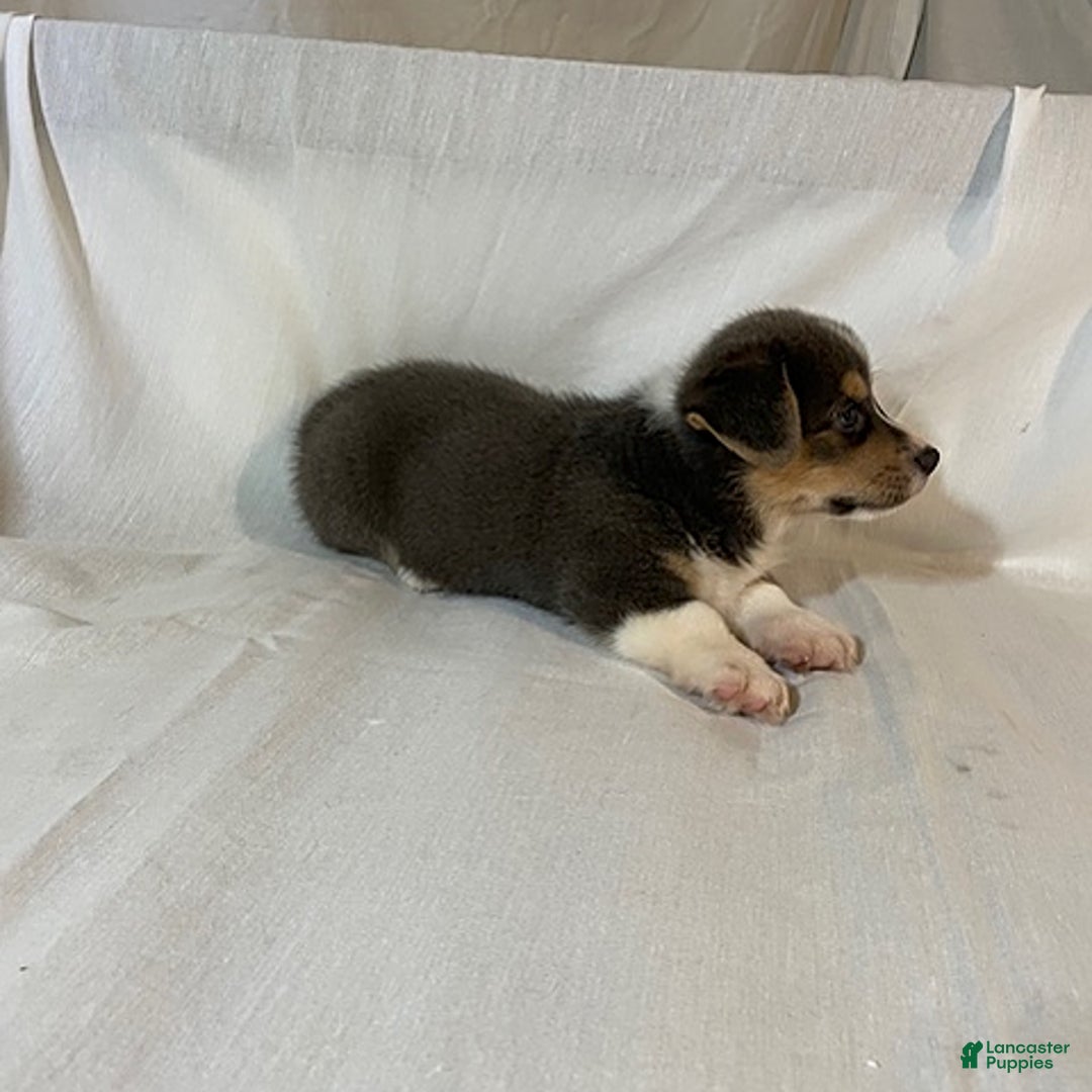 Welsh Corgi Pembroke dogs for sale: Jasper - Image 5
