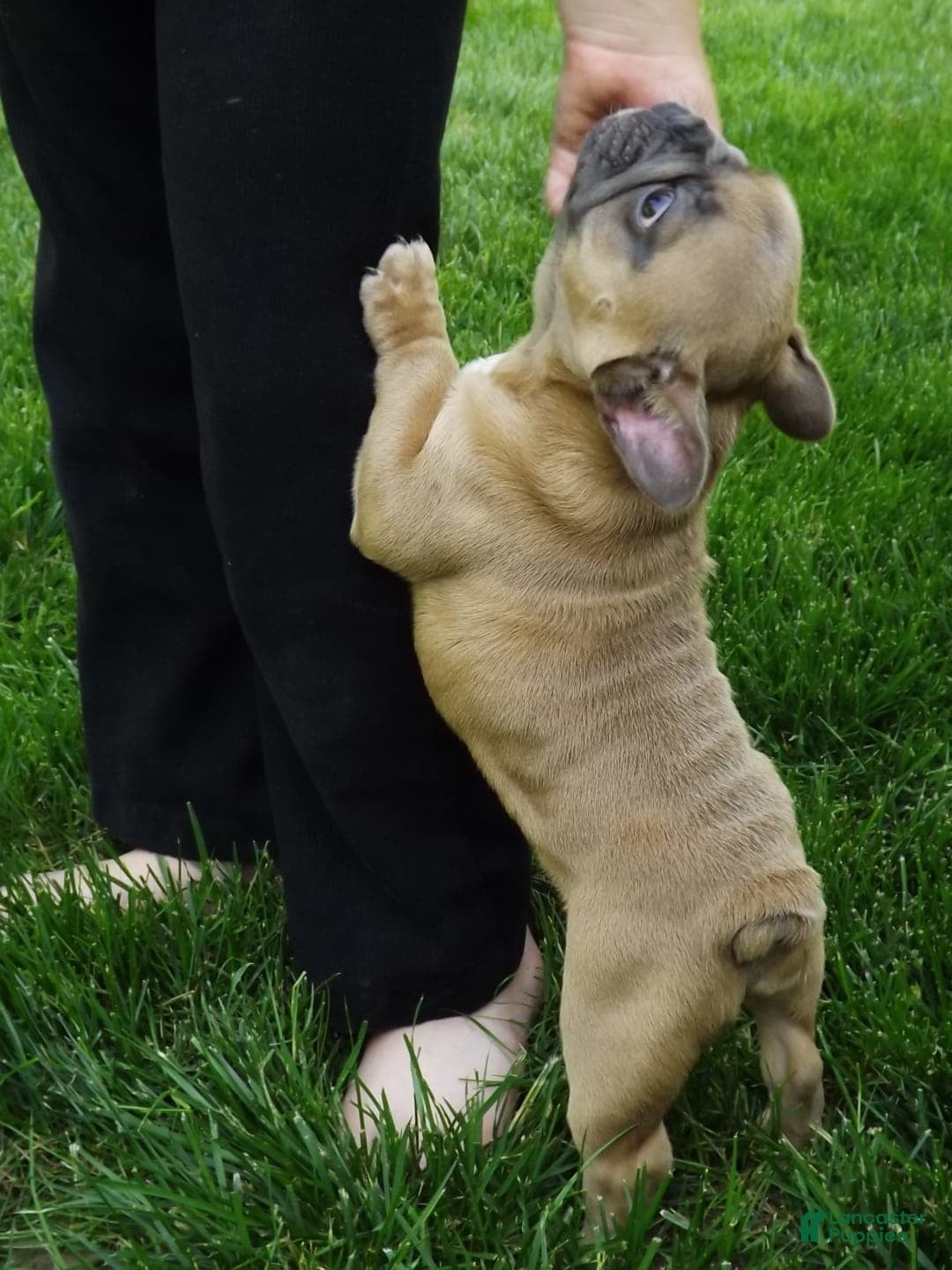French Bulldog dogs for sale: Buddy - Image 12