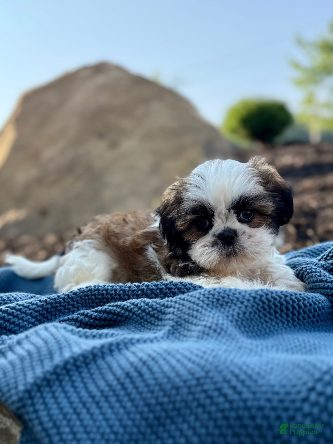 Shih Tzu dogs for sale: Atlas - Image 5