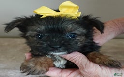 Yorkshire Terrier dogs for sale: Kai - Image 28