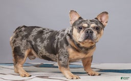 French Bulldog dogs for sale: Remi - Image 12