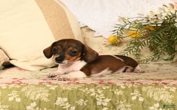 Miniature Dachshund dogs for sale: Rascal - Image 9
