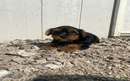 Yorkshire Terrier dogs for sale: Malcolm - Image 8