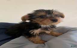 Yorkshire Terrier dogs for sale: Cash - Image 2