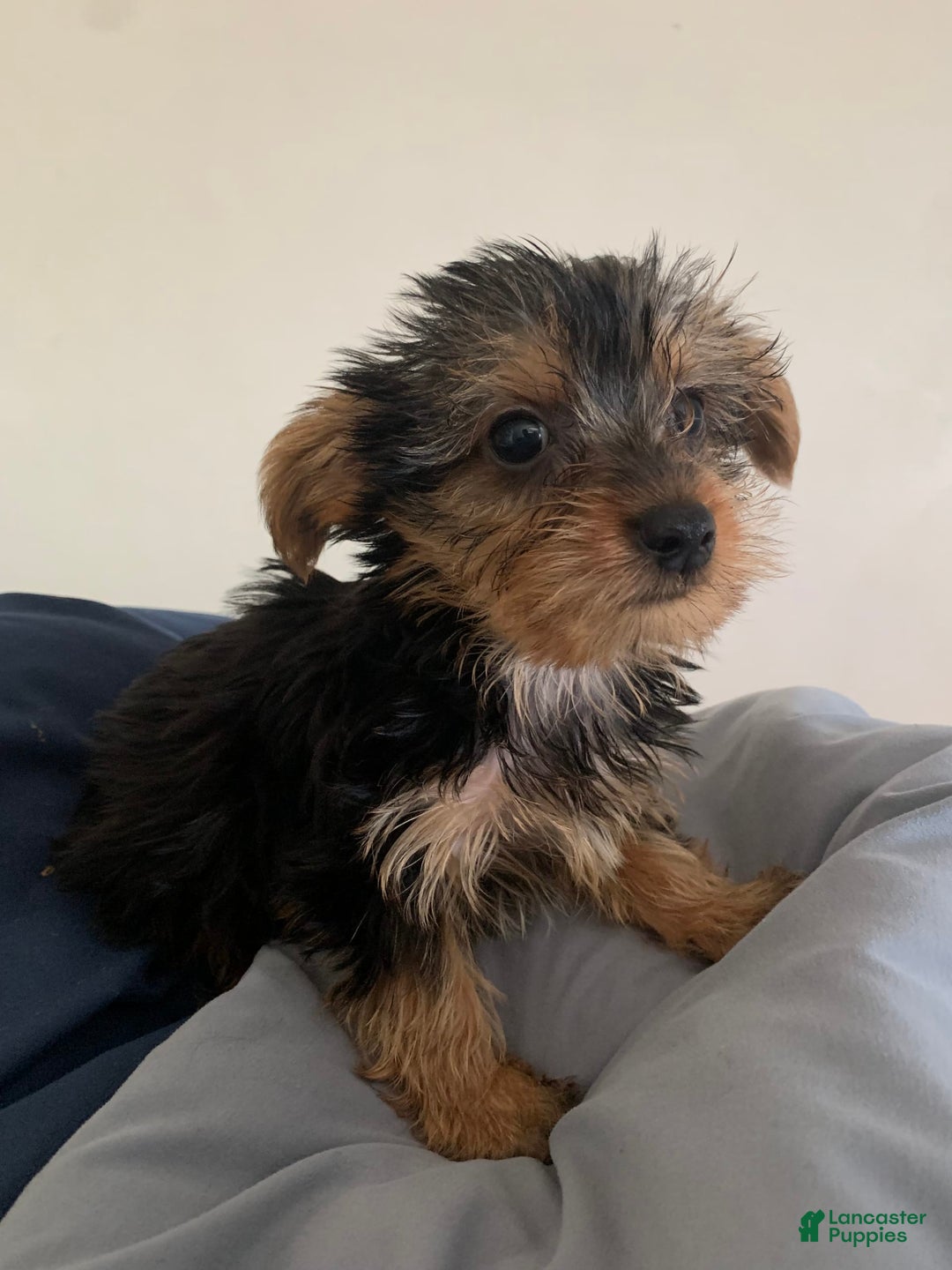 Yorkshire Terrier dogs for sale: Cash - Image 2
