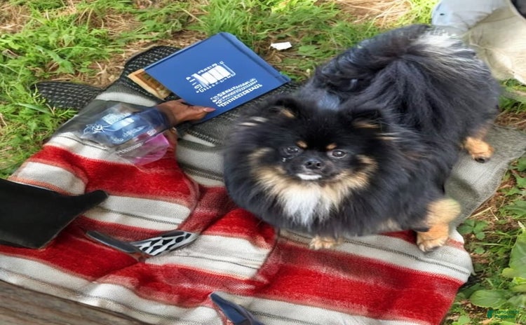 Pomeranian dogs - Advert 20