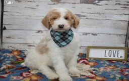 Standard Poodle dogs for sale: Gus - Image 2