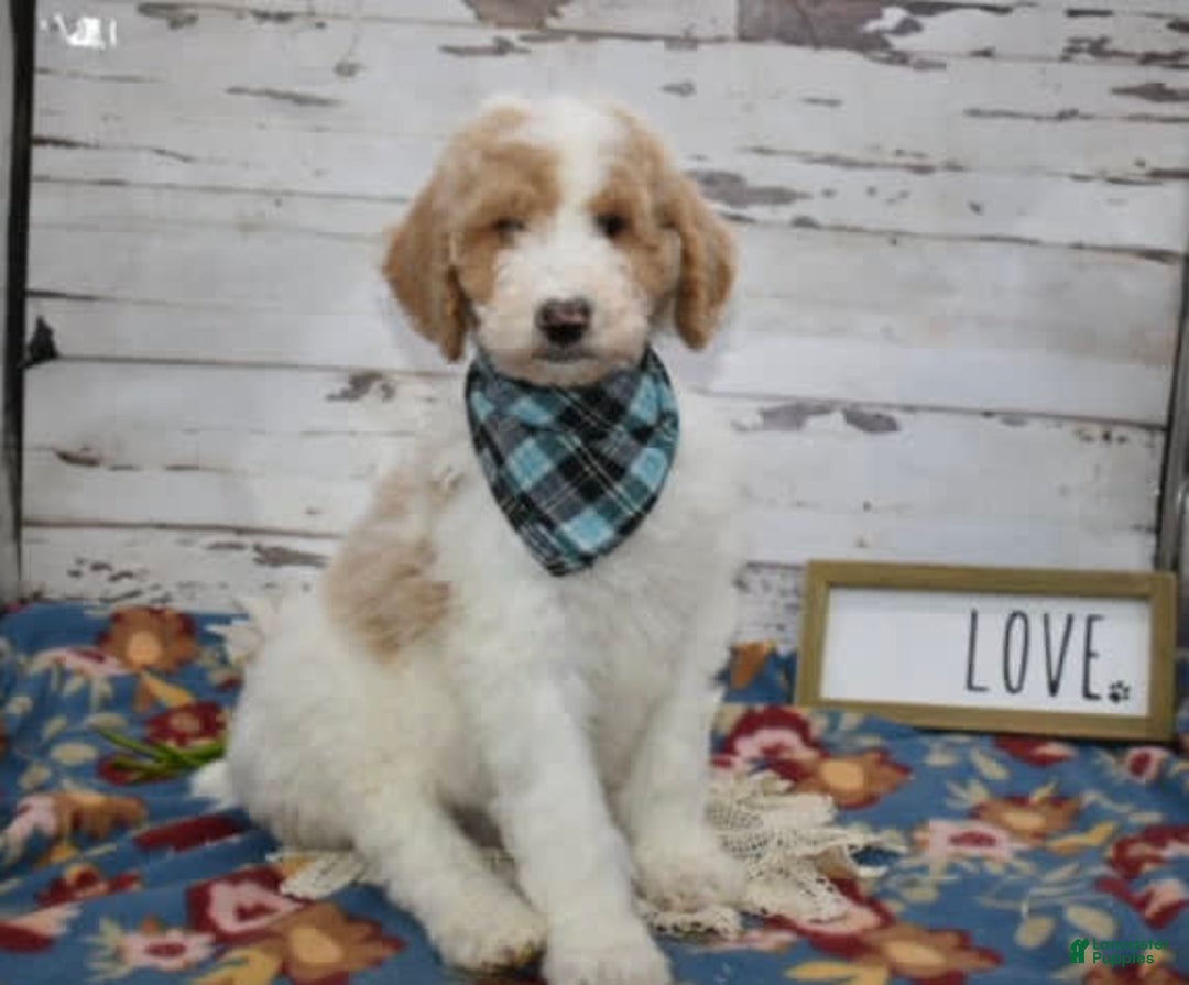 Standard Poodle dogs for sale: Gus - Image 2