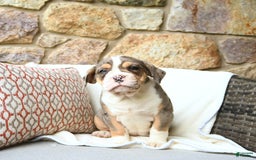 Olde English Bulldogge dogs for sale: Reba - Image 6