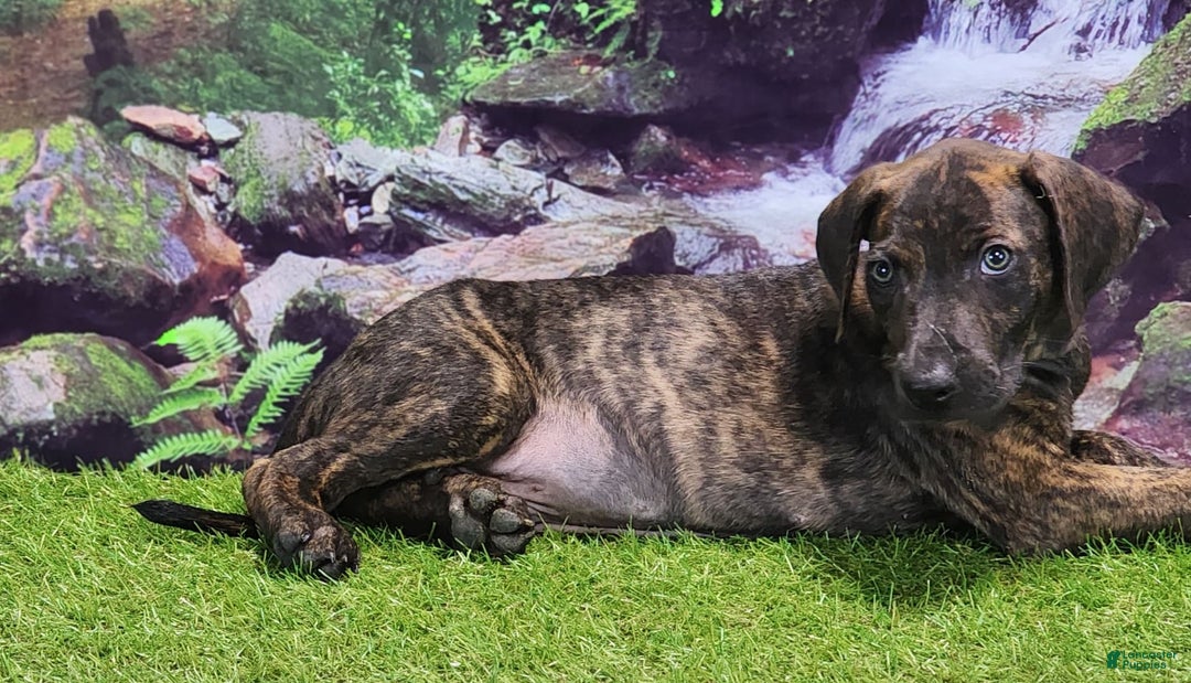 Catahoula Leopard Dog dogs for sale: Jesse 2025 Male 1 - Image 2